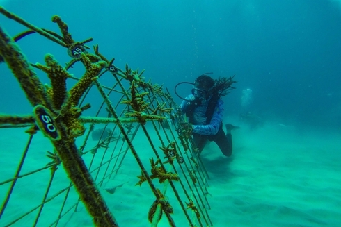 Mujer con traje de buceo sumergida en el mar. El cambio climático - Banco Interamericano de Desarrollo - BID