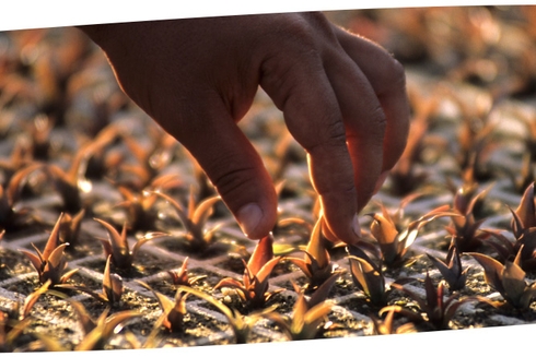 A person collecting seeds - Development Efectiveness - Inter American Development Bank - IDB